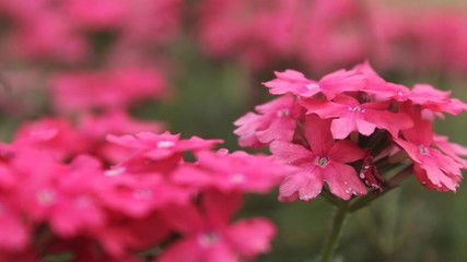 Pink Flowers with bokeh background