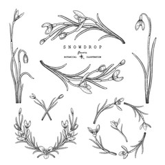 Sketch Floral decorative set. Snowdrop flower drawings. Black and white with line art isolated on white backgrounds. Hand Drawn Botanical Illustrations. Elements vector.