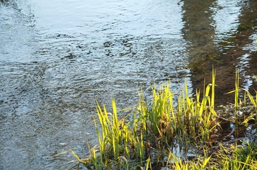 Bachufer im Frühling