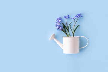 Bouquet of blue flowers in a decorative watering can on a blue background. Gardening concept. Spring floral background.