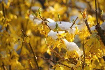 Winter oder Frühling: Forsythien