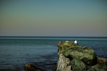 view of the rocky beach of the sea or ocean in sunny weather with clear blue sky