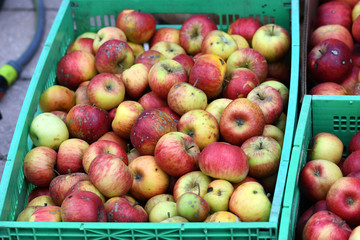 Äpfel in Kisten (Salzkammergut, Oberösterreich, Österreich) - Apples in boxes (Salzkammergut,...