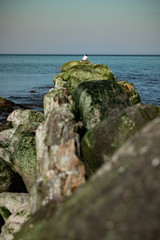 view of the rocky beach of the sea or ocean in sunny weather with clear blue sky