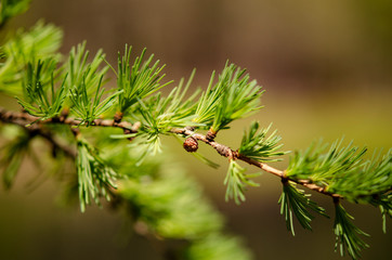 Tamarack Cones