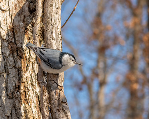 White-breasted Nuthatch (Sitta carolinensis) climbing down a tree head first looking for food in the winter in Michigan, USA.