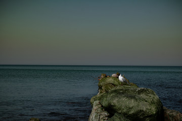 view of the rocky beach of the sea or ocean in sunny weather with clear blue sky