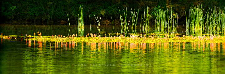freshwater grasses and lilipads