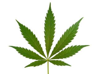 Marijuana leaf, Cannabis leaf isolated on white