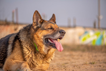 Portrait of a huge red dog. Photographed close-up.