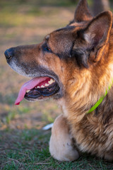 Portrait of a huge red dog. Photographed close-up.