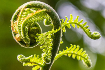 Gekringelter junger Farnwedel