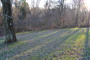 Sun Peaking Between Trees