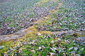Leaves and Moss