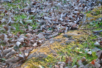 Crunchy Leaves