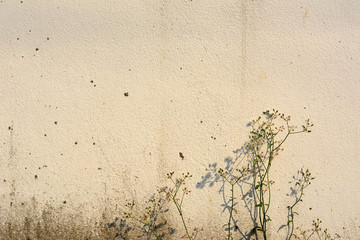 White wall and weeds on the ground.