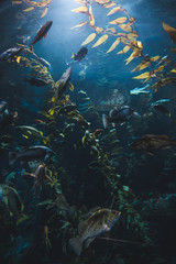 Fototapeta na wymiar Pacific northwest aquarium habitat in Toronto
