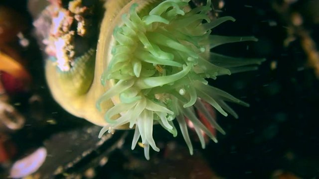 Beadlet Anemone (Actinia equina) eats Scuds (Amphipoda).