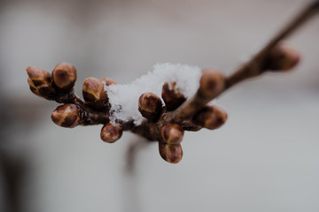 Pąki drzew w śniegu, kwiecień © Exploder