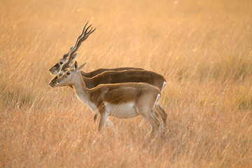 Blackbuck National Park