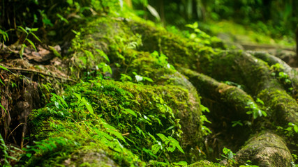 la racine se faufile 