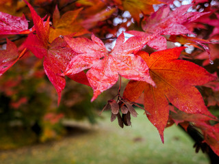 Fototapeta premium Acer Tree Leaves Changing Colour in Autumn
