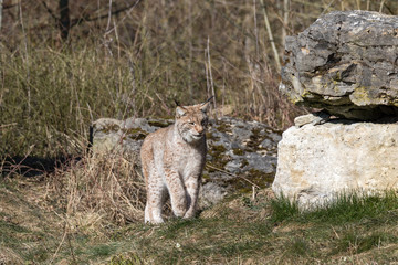 Luchs