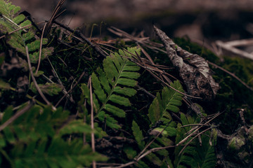  Fern and moss in the forest