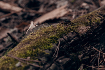 Fototapeta premium Flora and small running fauna