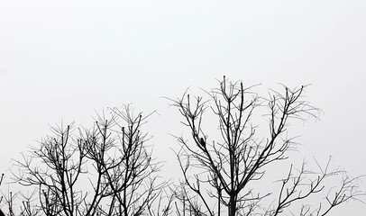 메마른 나무가지