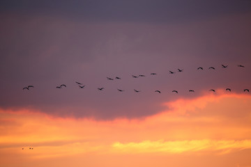  Flying cranes against the setting sun - obrazy, fototapety, plakaty