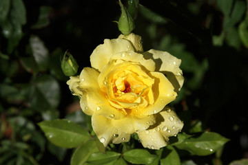 Yellow Rose of Texas