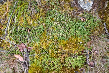flat lay surface of dense growth of colorful mosses and lichen, no shadows horizontal natural early spring texture background concept