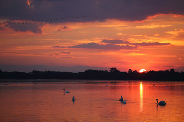  Birds on the background of sunset on the lake