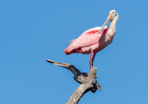 Roseate Spoonbill