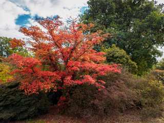 Japanese Maple (Acer palmatum) in Autumn Colours