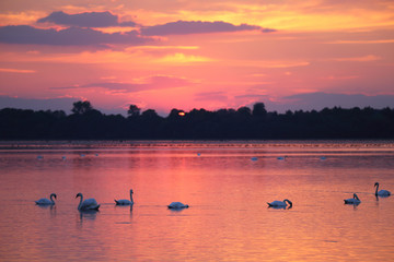  Birds on the background of sunset on the lake © moniadk