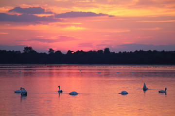  Birds on the background of sunset on the lake © moniadk