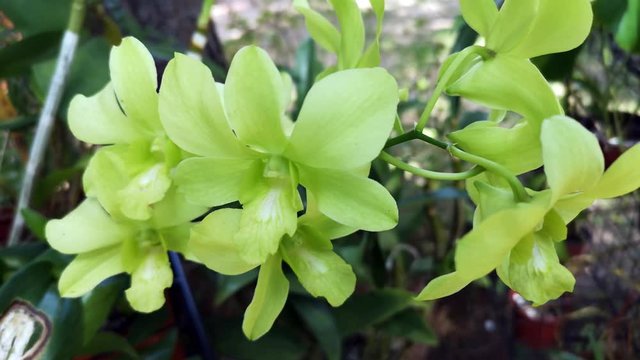 Organically grown orchids in home garden