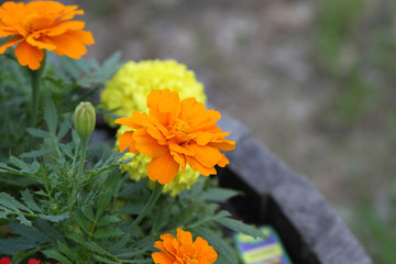 Orange Marigolds