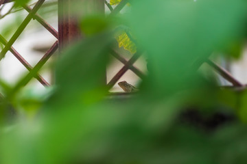Head shot of the oriental garden lizard, eastern garden lizard or changeable lizard (Calotes versicolor) with selective focus.