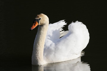 schwan