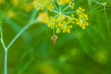 Male common garden hoverfly, Myathropa florea, feeding on flora, close up. selective focus