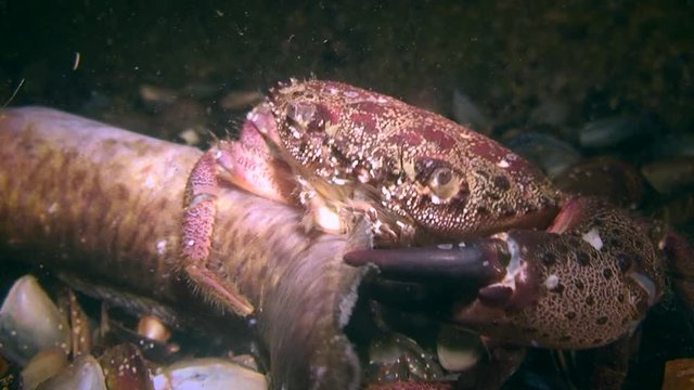 Warty crab or Yellow shore crab (Eriphia verrucosa) eats dead fish, medium shot.