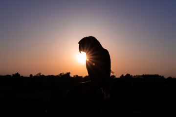 Silhouetted Parrot Bird against the setting sun with sunburst and flares. selective focus