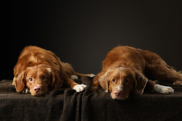 two dogs of the same breed together. Nova scotia retriever funny. Emotions, relationships, play