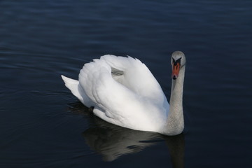 schwan