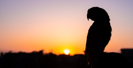 Fototapeta premium Silhouetted Parrot Bird against the setting sun with sunburst and flares. selective focus