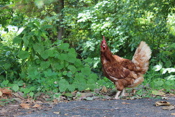 Confused chicken 