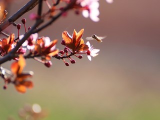 Welcome spring